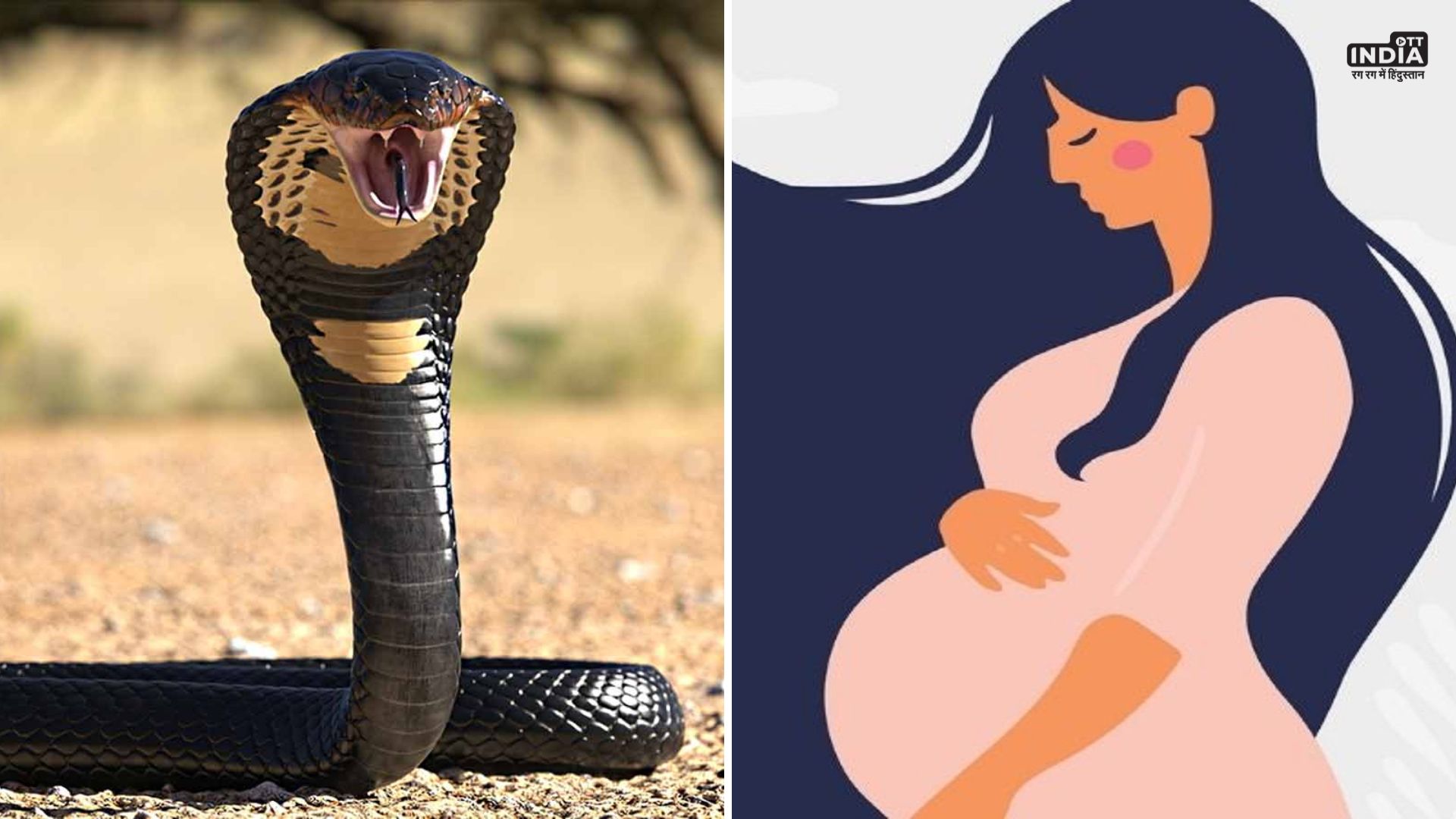 snakes not bite pregnant women