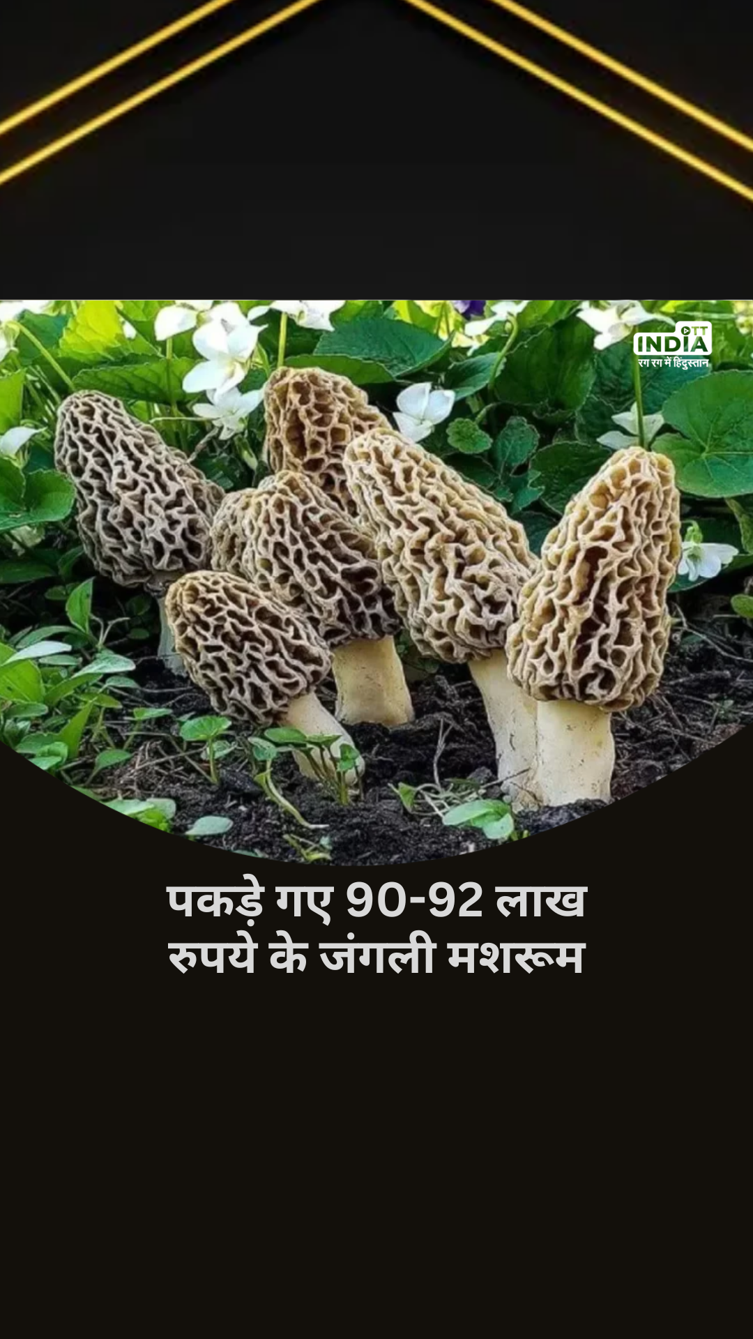 Jammu Kashmir: Wild mushrooms worth Rs 90-92 lakh caught, 307 kg of banned bunch caught in Udhampur