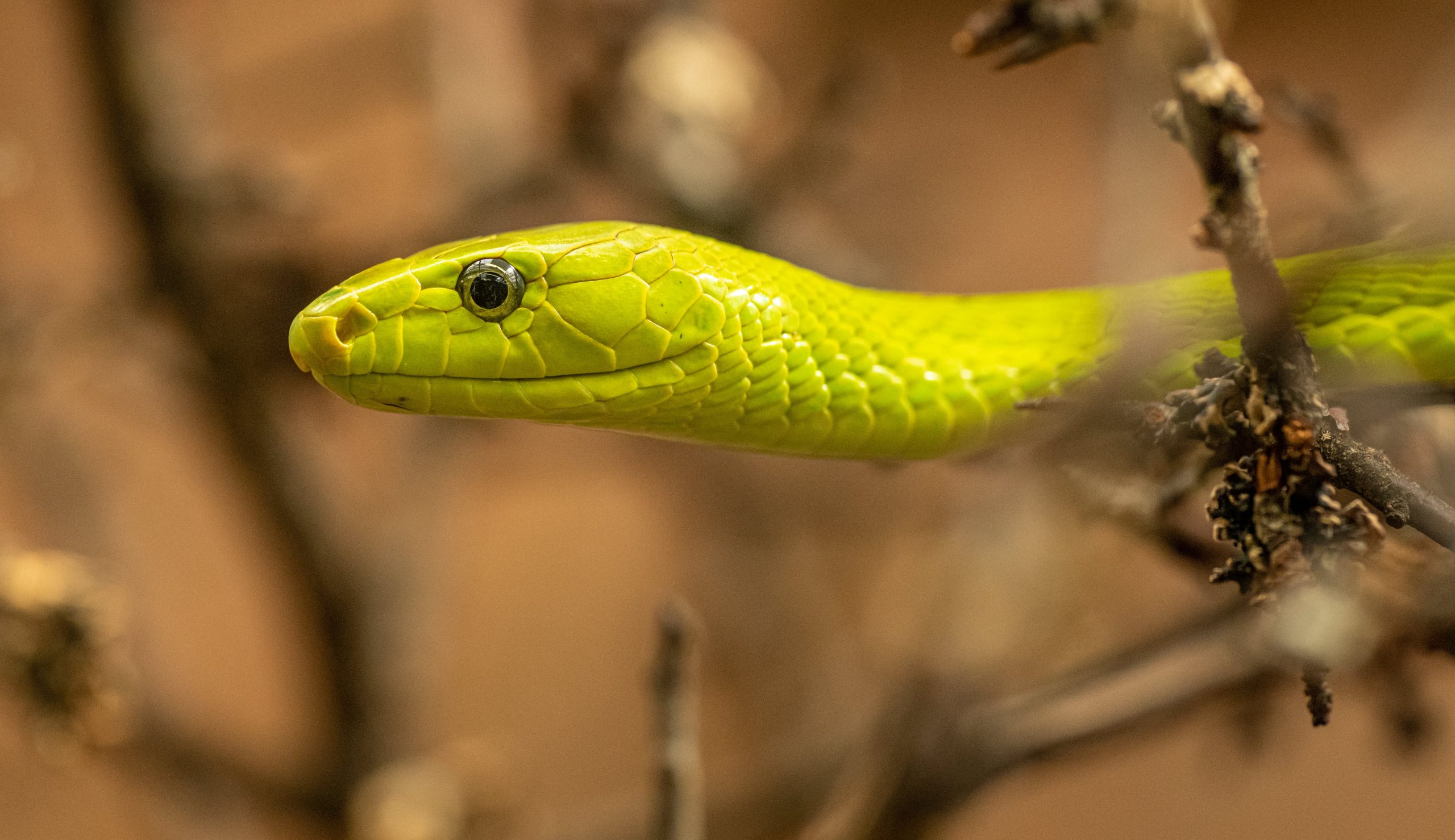 Elvish Yadav Snake Venom