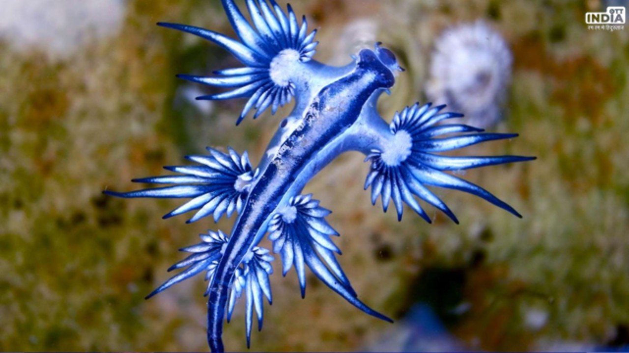 Blue Dragon Fish: चेन्नई के बीच पर मिली ‘ब्लू ड्रैगन’ ए​क इंच की इस मछली को छूने से हो जाते हैं छाले