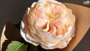 World Most Expensive Rose