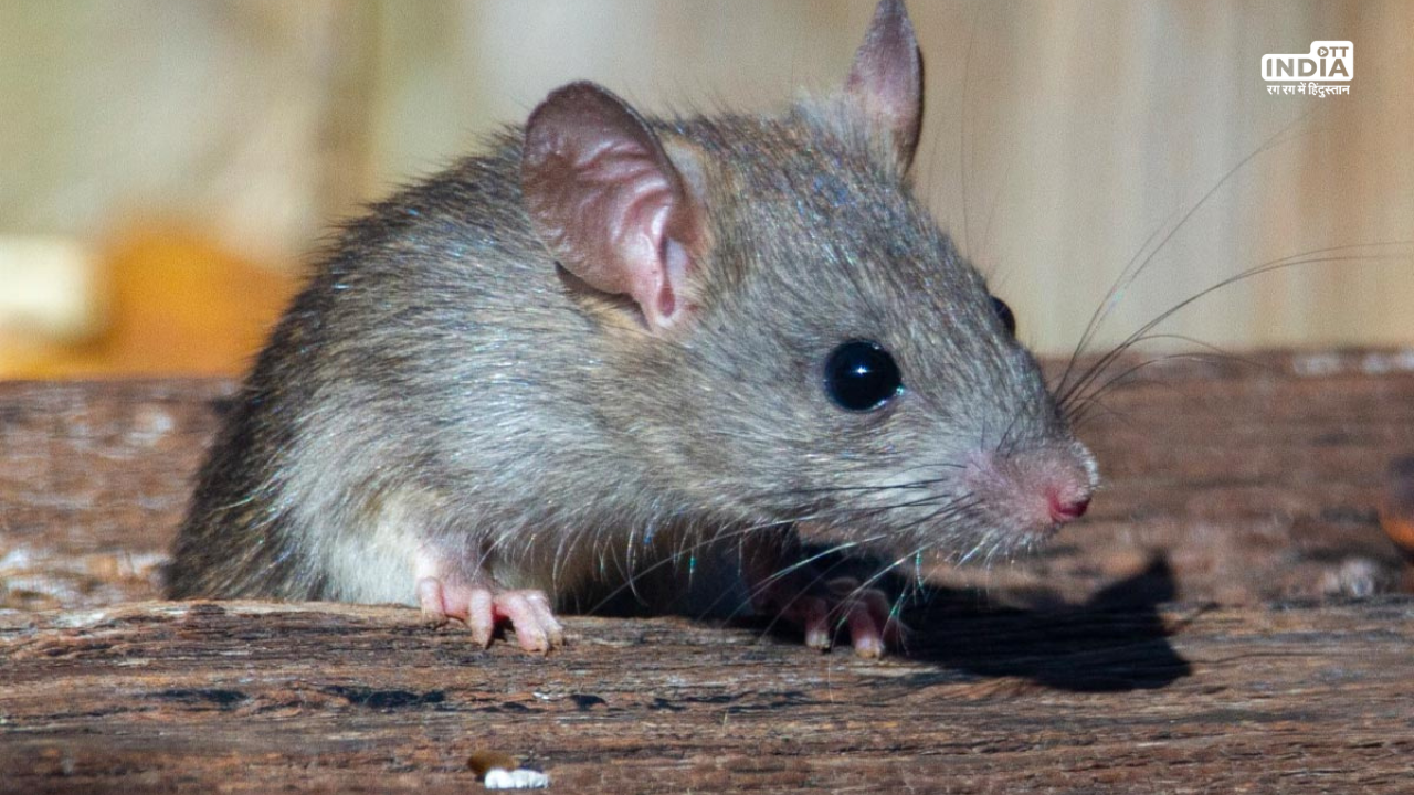 Mouse Fever Symptoms and Treatment: क्या है माउस फीवर जिससे रुसी सैनिकों के आँख से निकल रहा है खून, जानें लक्षण और उपचार