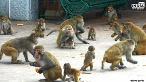 Jabalpur Hanuman Temple