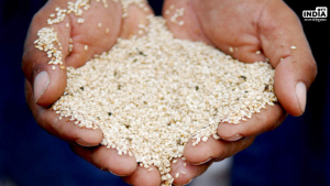 Makar Sankranti 2024