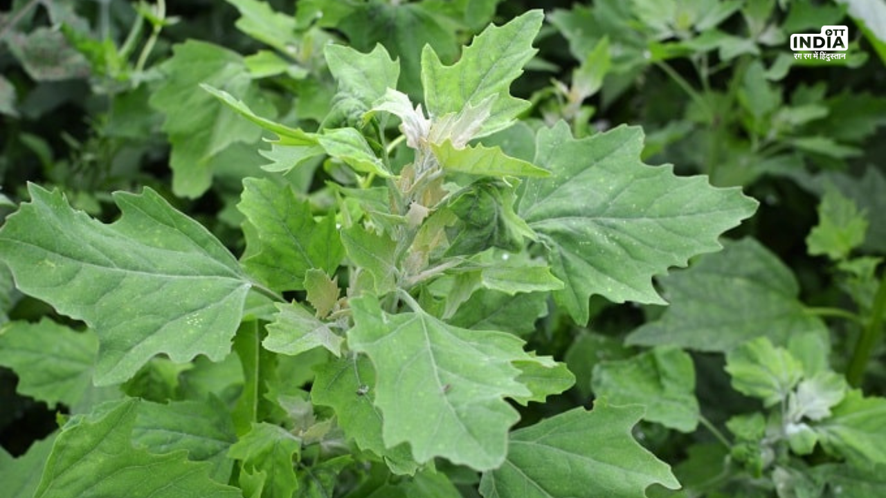 Bathua Saag Benefits