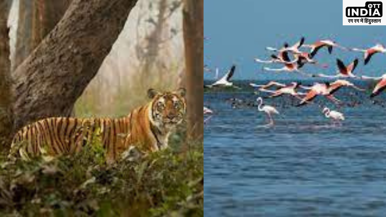 Five Famous Bird Sanctuaries in India