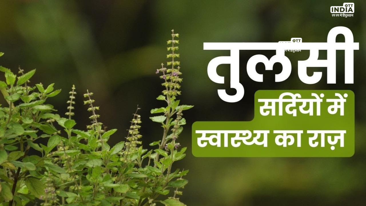 Tulsi Benefits In Winter: सर्दियों में तुलसी का सेवन रखेगा कई रोगों से बचा कर, जानिये स्वादिष्ट तुलसी चाय की रेसिपी