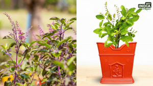 Tulsi Vastu Tips
