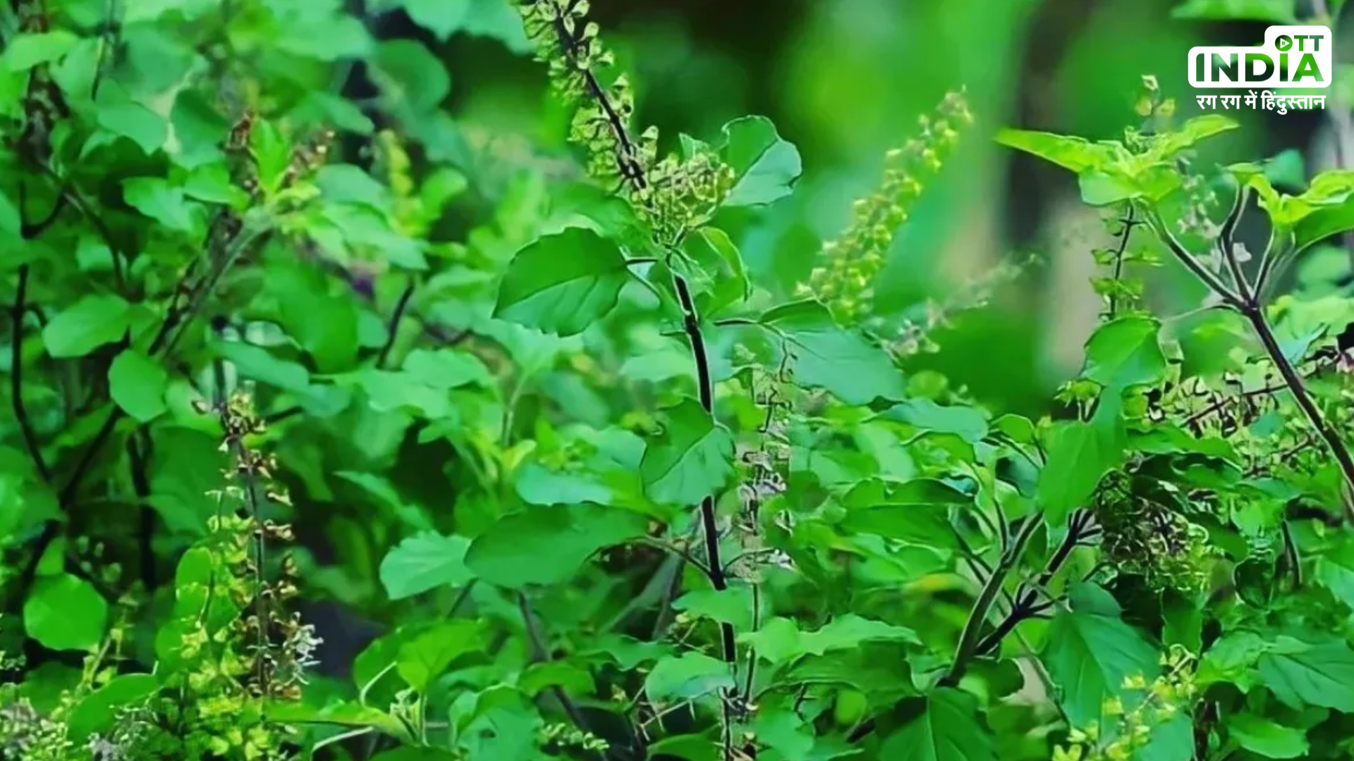 Tulsi Care Tips