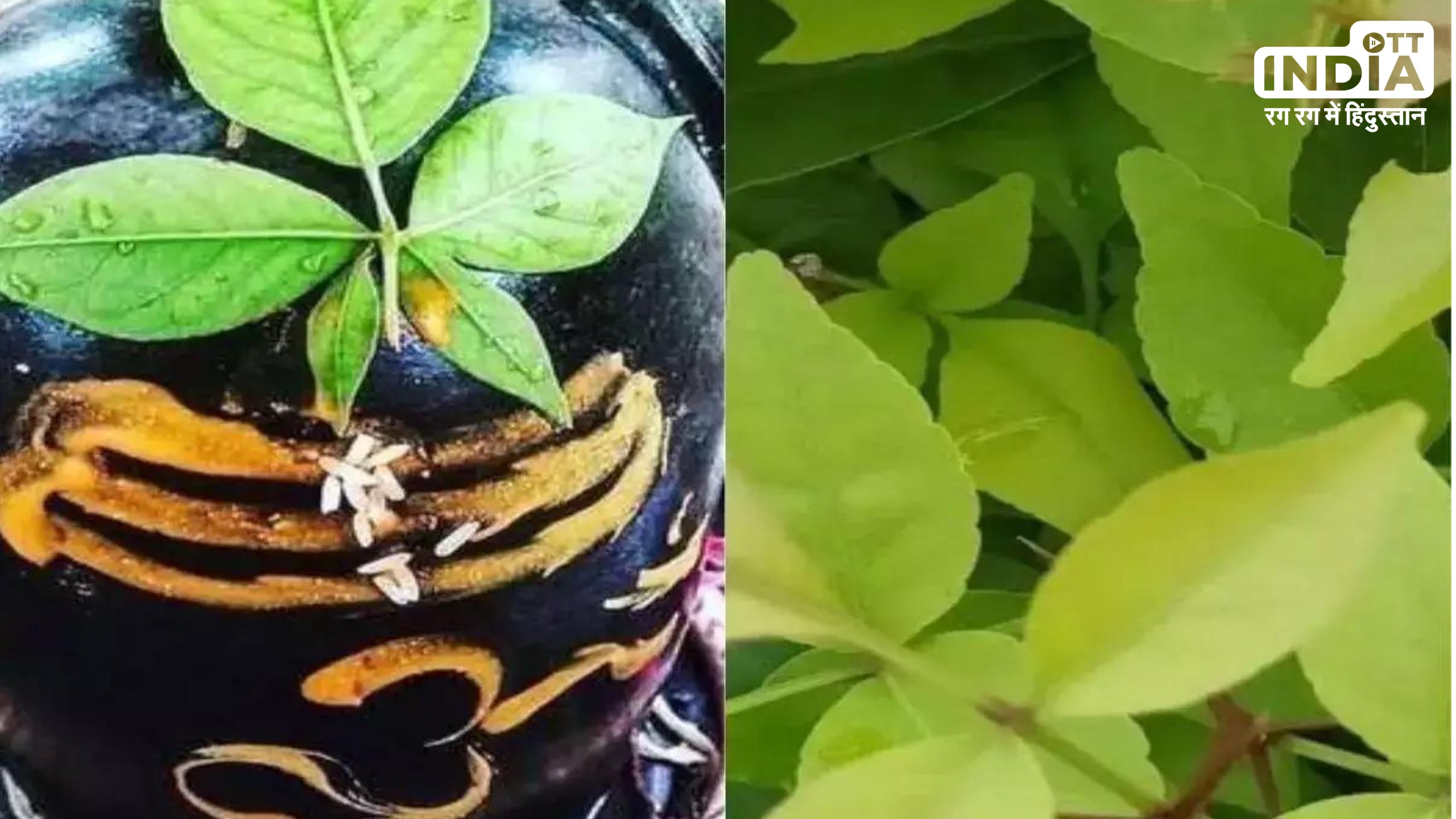 Belpatra Health Benefits: भगवान शिव को प्रिय  बेलपत्र के फायदें जानकर चौंक जाएंगे आप , जानिए किन्हें करना चाहिए इसका सेवन