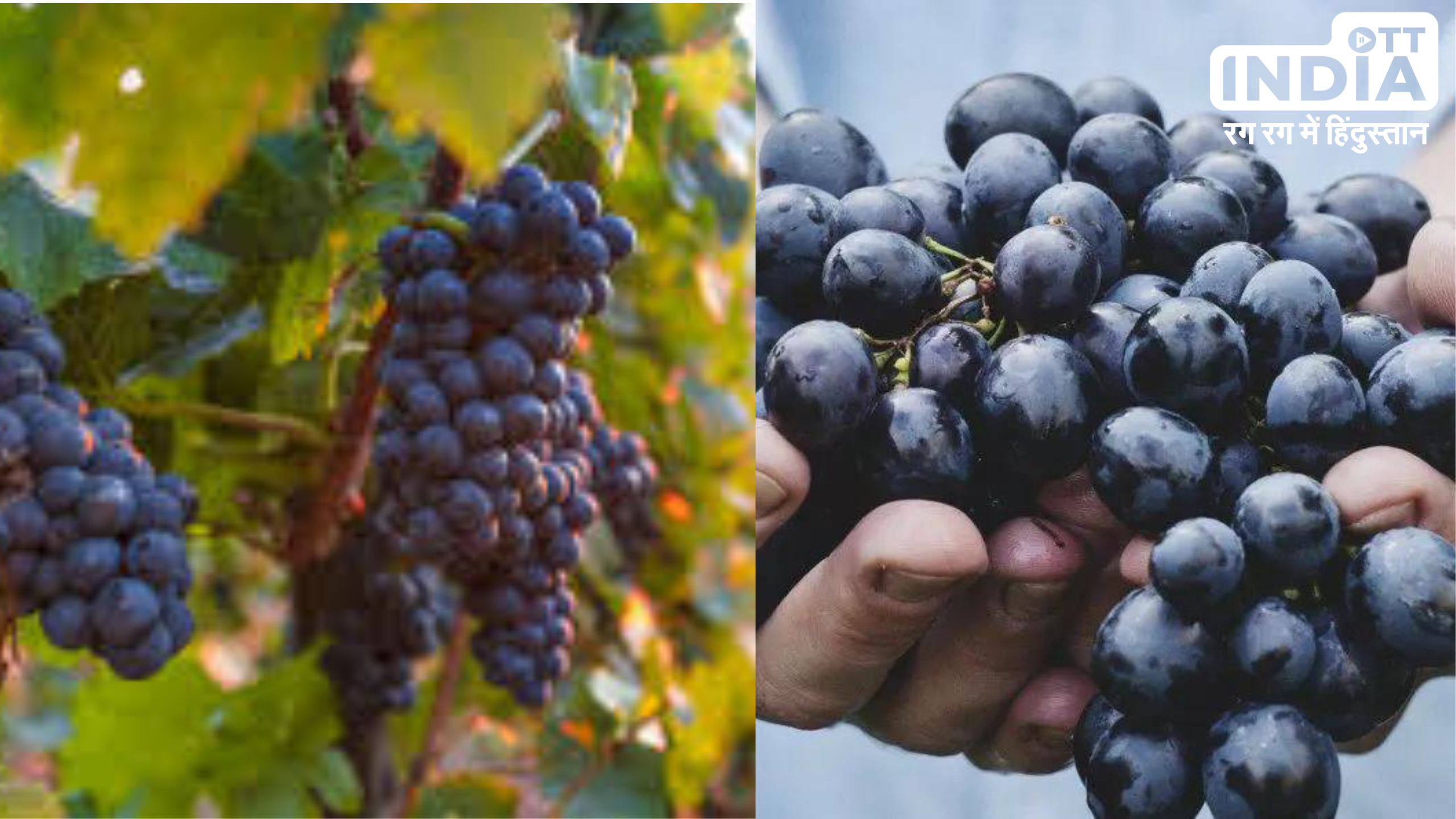 Black Grapes Benefits