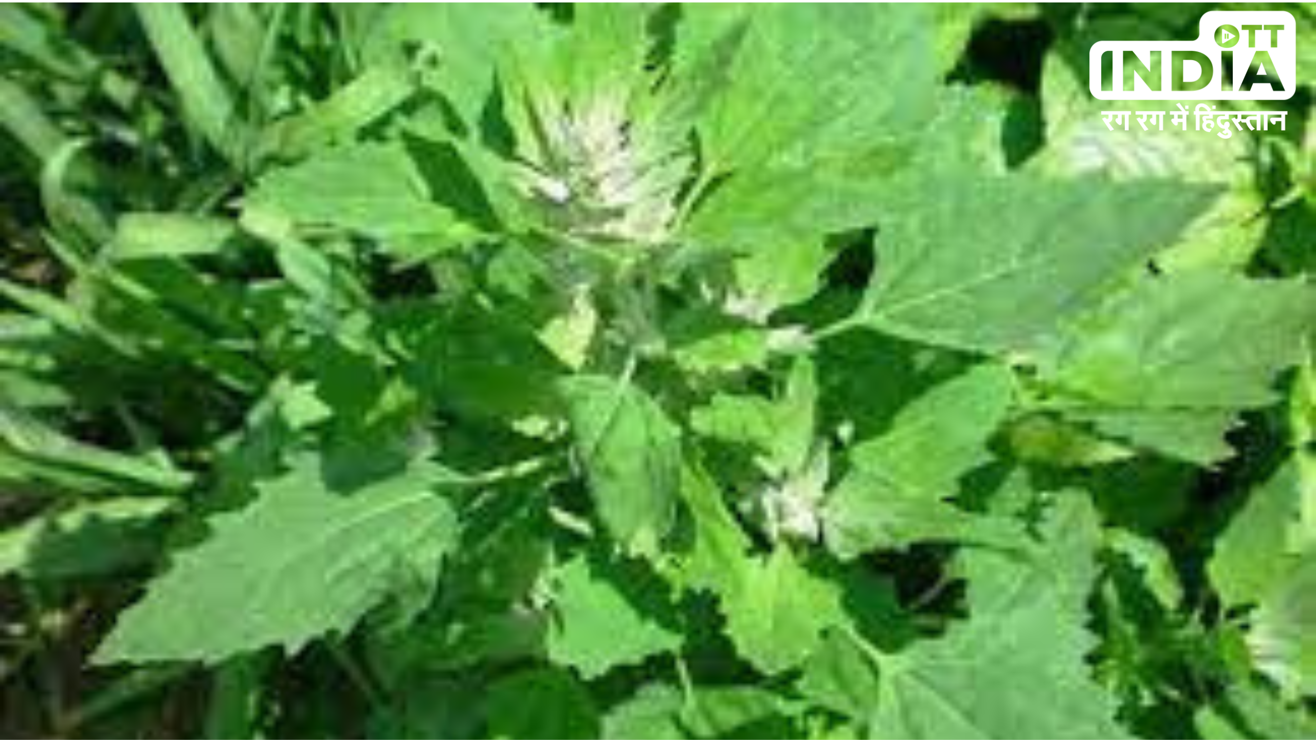 Bathua Saag Benefits