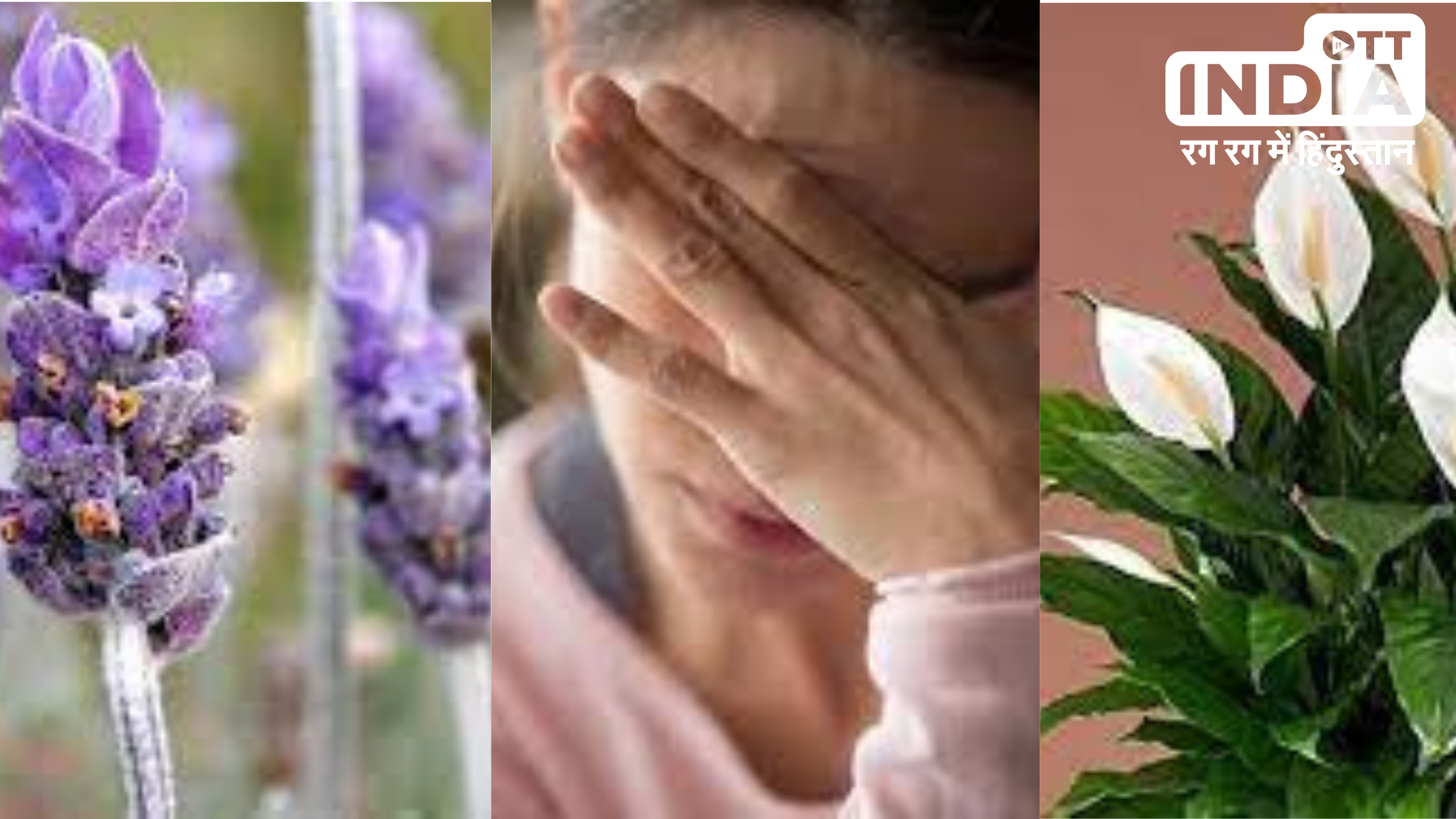 Plants For Anxiety: घर में लगायें ये पाँच पौधे, नहीं होगी एंजाइटी