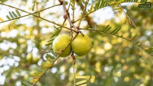 Amalaki Ekadashi Katha