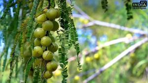 Amalaki Ekadashi 2024 Date