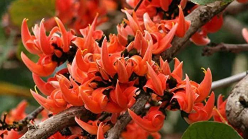 Kesudo Flower in Holi