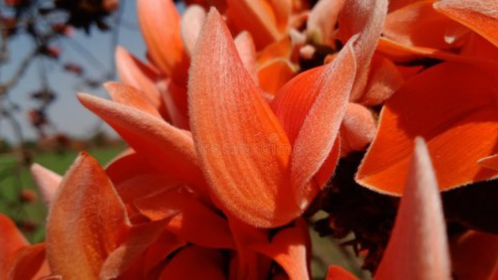 Kesudo Flower in Holi