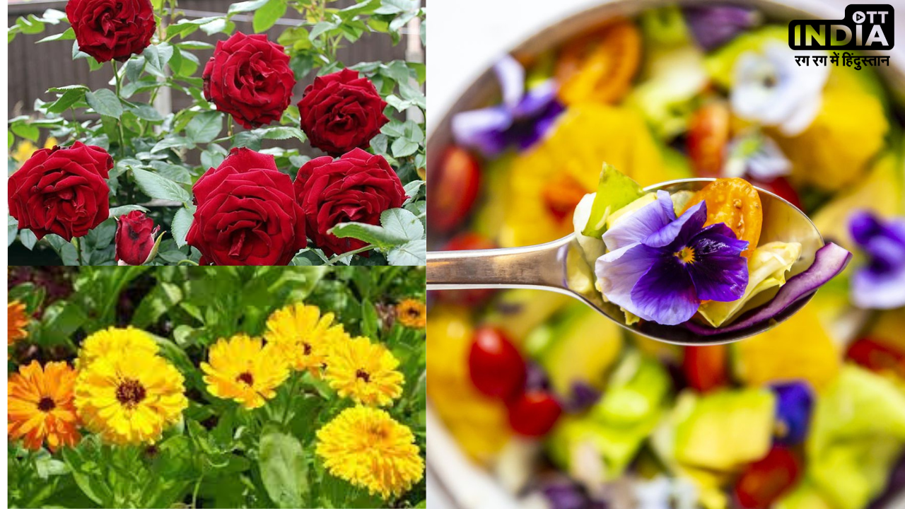 Flowers You Can Eat: सिर्फ सूंघने के ही नहीं बल्कि खाने के भी काम आते हैं ये फूल, आप भी जानें इनके नाम