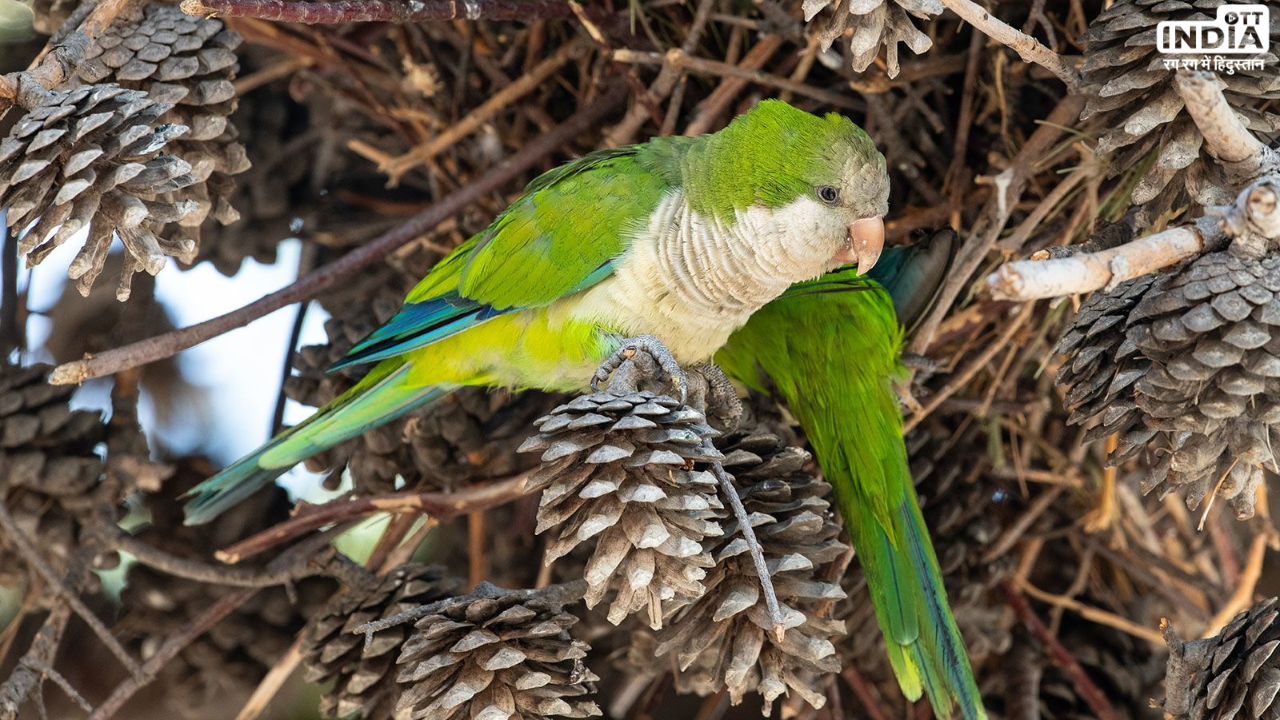 Parrot Fever: क्या है पैरेट फीवर जो यूरोप में बन गया है घातक, जानें इसके कारण, लक्षण, और उपचार