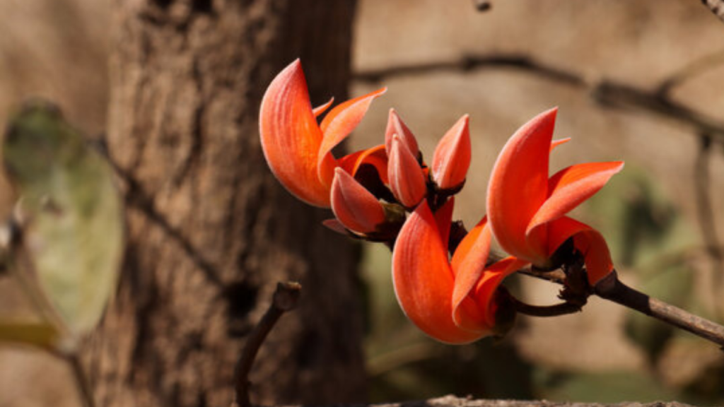 Kesudo Flower in Holi