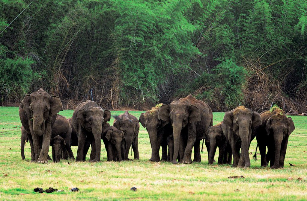Nagarhole National Park