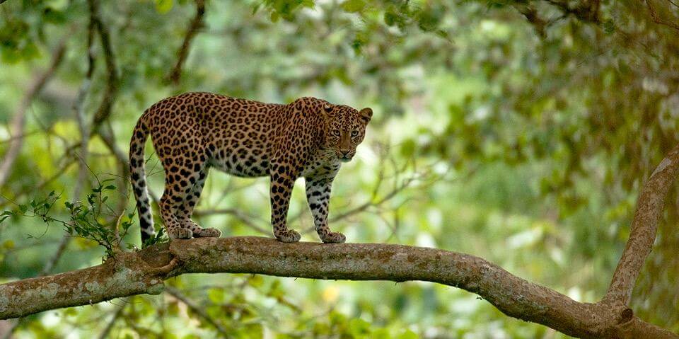 Nagarhole National Park
