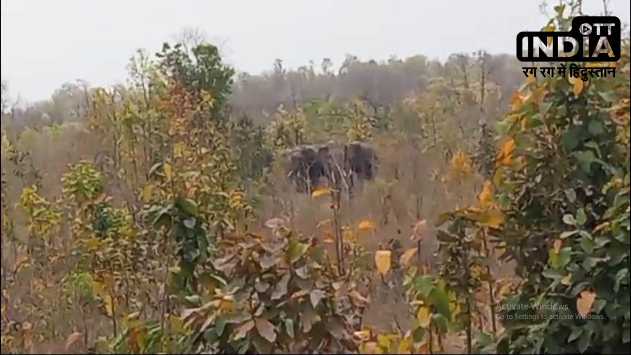 Elephant in Shahdol