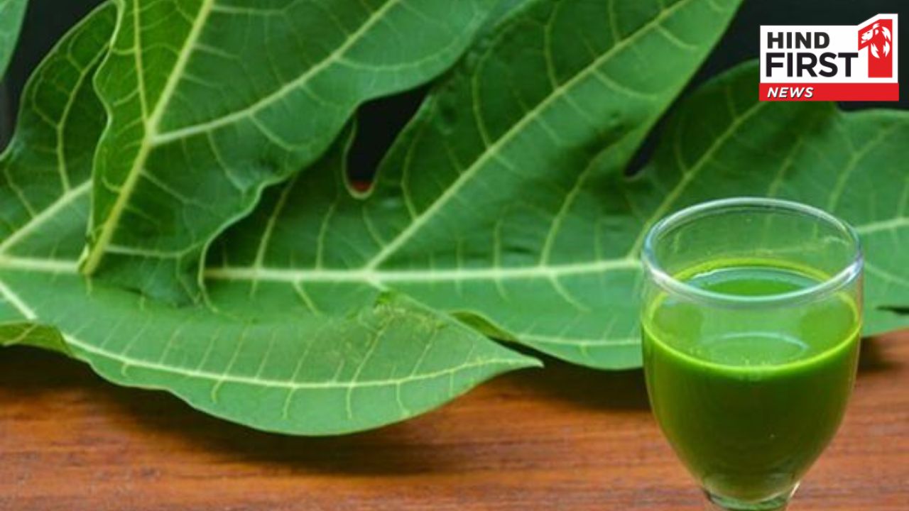 Papaya Leaf Water Benefits: हफ्ते में तीन बार जरूर पीना चाहिए पपीते के पत्ते का पानी, डेंगू का डर रहेगा दूर