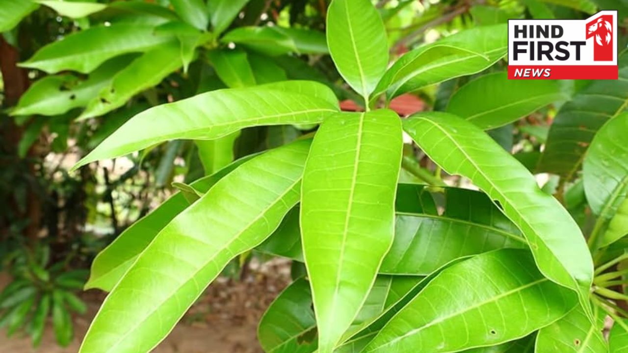 Mango Leaves Benefits: आम ही नहीं उसके पत्ते भी हैं कमाल के, अस्थमा रोगियों के लिए है रामबाण