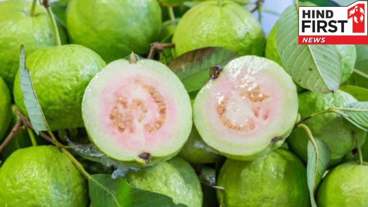 Guava Benefits: अमरुद है पोषक तत्वों का भंडार, जान लीजिए इसके पांच बड़े फायदे