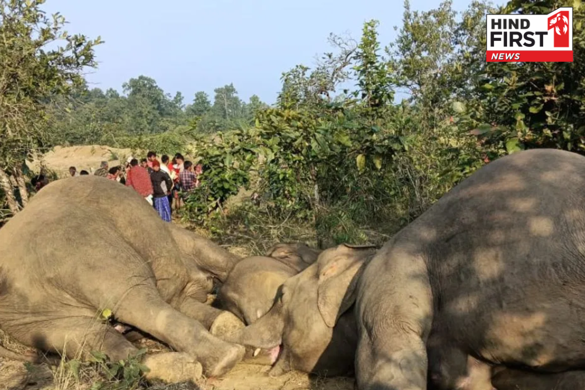 ओडिशा: जंगली सुअर पकड़ने के लिए बिछाया करंट का जाल, फंस गए हाथी, 3 हाथियों की मौत