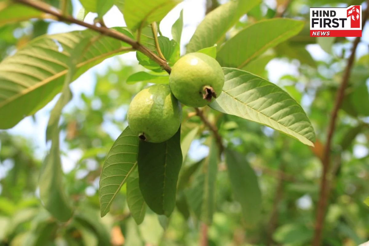 Benefit of Guava : अमरूद के पानी से बालों की इन प्रॉब्लम्स से मिलेगा छुटकारा, ऐसे करें इस्तेमाल