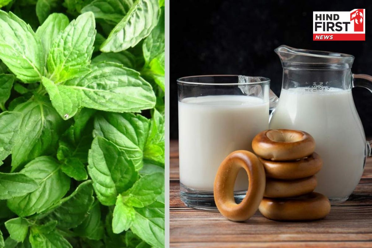 Health Drink : तुलसी और दूध के साथ इस मसाले का सेवन आपको गंभीर बीमारियों से रखेगा कोसो दूर