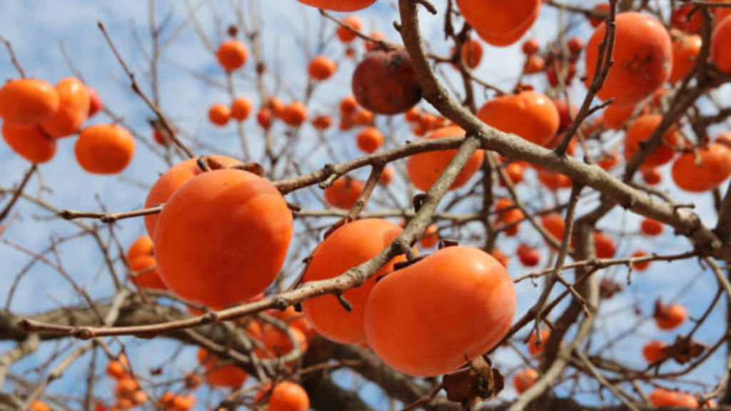 Persimmon Benefits: आंखों की रोशनी बढ़ाता है टमाटर जैसा दिखने वाला जापानी फल, जानें अन्य फायदे 