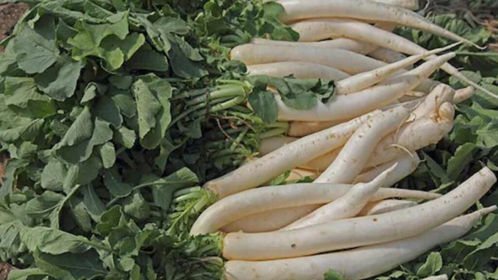 Radish Benefits: सर्दियों में रोज खाएं मूली, शरीर रहेगा गर्म और ब्लड सर्कुलेशन को मिलेगा बढ़ावा 
