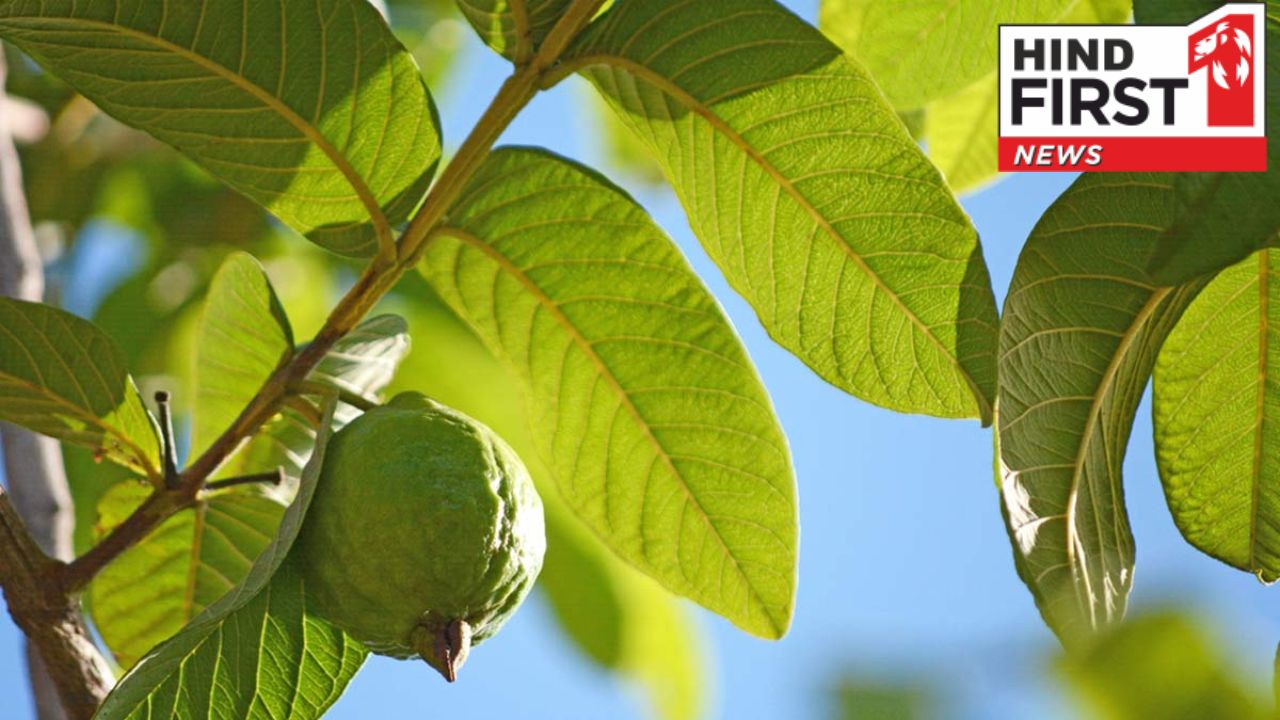 Guava Leaves Benefits: रोजाना सुबह अमरुद की पत्तियों को चबाना कई रोगों से रखेगा दूर