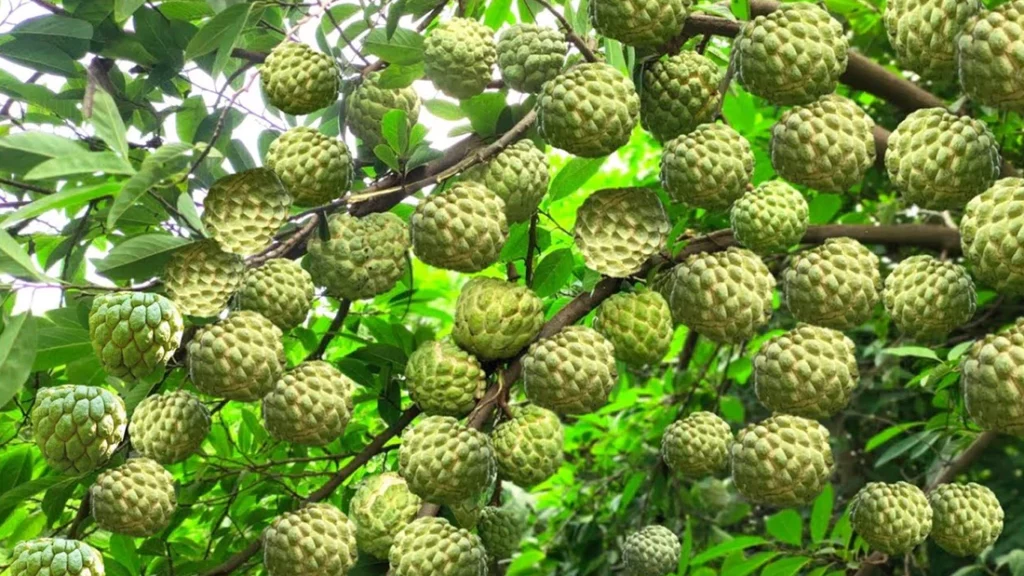 Custard Apple in Winter