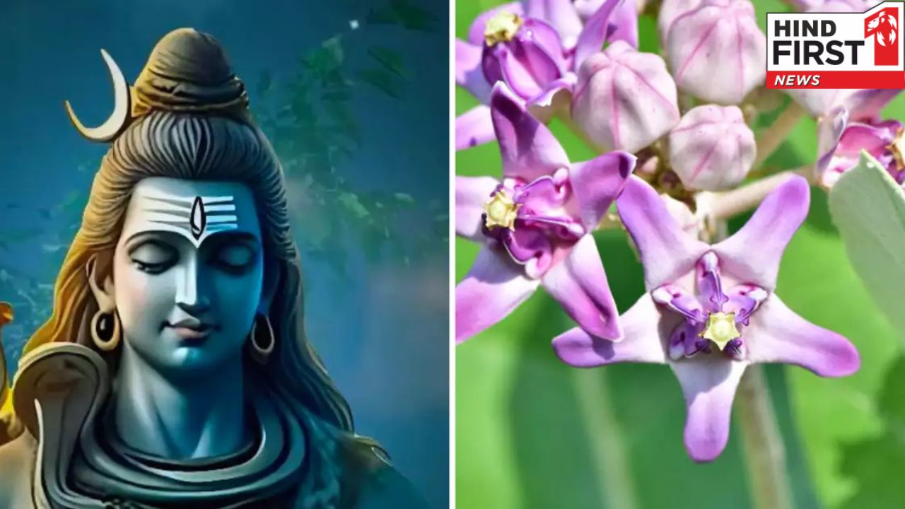 Shiva Ji Favourite Flower: महाशिवरात्रि पर शिव जी को अर्पित करें मदार का फूल, होगी हर मनोकामना पूर्ण