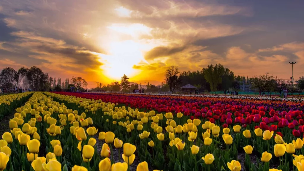 Tulip Garden Srinagar 2025