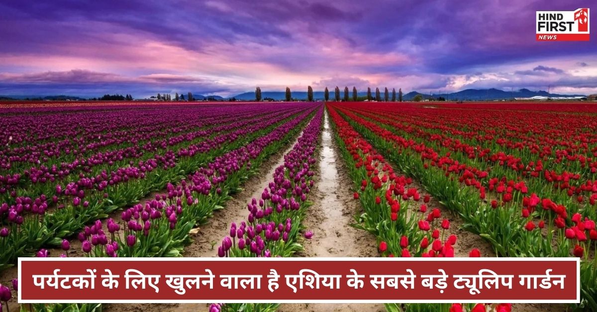 Tulip Garden Srinagar 2025