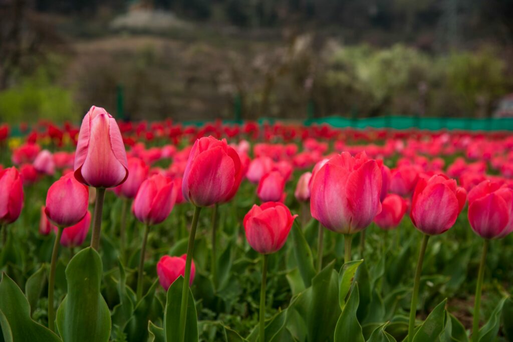 Tulip Garden Srinagar 2025